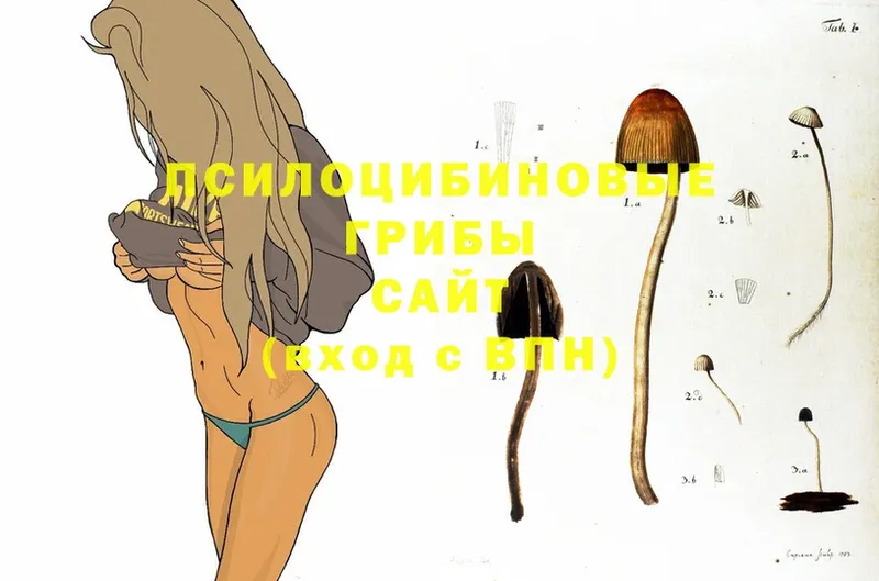 Псилоцибиновые грибы Psilocybine cubensis  Александровск 